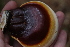  (Ganoderma oregonense - iNat92719071)  @11 [ ] all rights reserved (2021) Autumn Anglin Unspecified