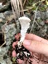  (Loweomyces - iNat93090579)  @11 [ ] all rights reserved (2021) Jane Haakonsson Unspecified