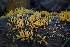  (Calocera - iNat98385164)  @11 [ ] all rights reserved (2021) Autumn Anglin Unspecified