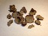  ( - MES-1464)  @11 [ ] by-nc-sa (2020) Arthur Grupe University of Florida Mycological Herbarium
