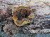  (Phellinus gilvus - BHI-F134a)  @11 [ ] by-nc (2015) Danny Haelewaters iNaturalist