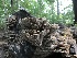  (Lenzites - BHI-F103a)  @11 [ ] by-nc (2018) Zachary Chaves iNaturalist