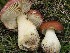  ( - CLC 3550)  @11 [ ] by-nc (2017) Cathy Cripps Montana State University