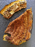  ( - DA-38)  @11 [ ] nrr (2020) Unspecified U.S. Forest Service, Center for Forest Mycology Research