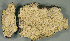  (Wolfiporia - Fuling1)  @11 [ ] nrr (2020) Unspecified U.S. Forest Service, Center for Forest Mycology Research