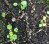  ( - FLAS-F-63901)  @11 [ ] by-nc-sa (2020) Rosanne Healy University of Florida Mycological Herbarium