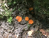  ( - FLAS-F-63905)  @11 [ ] by-nc-sa (2020) Rosanne Healy University of Florida Mycological Herbarium