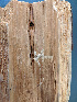  ( - FP-90850)  @11 [ ] nrr (2020) Unspecified U.S. Forest Service, Center for Forest Mycology Research