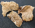  ( - Banik_IN-1)  @11 [ ] nrr (2020) Unspecified U.S. Forest Service, Center for Forest Mycology Research