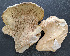  ( - NAMA-2)  @11 [ ] nrr (2020) Unspecified U.S. Forest Service, Center for Forest Mycology Research