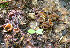 ( - RAH1218)  @11 [ ] by-nc-sa (2020) Rosanne Healy University of Florida Mycological Herbarium