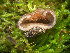  ( - RAH1292)  @11 [ ] by-nc-sa (2020) Rosanne Healy University of Florida Mycological Herbarium