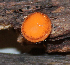  ( - RH1901)  @11 [ ] by-nc-sa (2020) Rosanne Healy University of Florida Mycological Herbarium