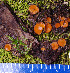  ( - RH1908)  @11 [ ] by-nc-sa (2020) Rosanne Healy University of Florida Mycological Herbarium