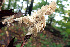  (Sarcodontia - BHI-F130a)  @11 [ ] by-nc (2018) Claire O'Neill iNaturalist