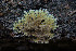  (Xenasmatella - BHI-F160a)  @11 [ ] by-nc (2012) tombigelow iNaturalist
