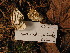  (Spongipellis - dfmo0088)  @11 [ ] by-nc (2000) Unspecified Duke University