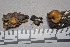  ( - RH1996)  @11 [ ] by-nc-sa (2020) Roger Heidt University of Florida Mycological Herbarium