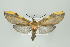  ( - Arcec 30036)  @14 [ ] Copyright (2009) Gunnar Brehm Institut fuer Spezielle Zoologie und Evolutionsbiologie, Friedrich-Schiller Universitat Jena