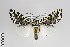  (Lichnoptera sp - Arcec 30239)  @14 [ ] Copyright (2013) Gunnar Brehm Institut fuer Spezielle Zoologie und Evolutionsbiologie, Friedrich-Schiller Universität Jena