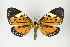  ( - Arcec 31952)  @14 [ ] Copyright (2010) Unspecified Institut fuer Spezielle Zoologie und Evolutionsbiologie, Friedrich-Schiller Universitat Jena