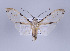  ( - Arcec 31992)  @14 [ ] Copyright (2010) Unspecified Institut fuer Spezielle Zoologie und Evolutionsbiologie, Friedrich-Schiller Universitat Jena