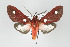  ( - Arcec 32139)  @14 [ ] Copyright (2010) Unspecified Institut fuer Spezielle Zoologie und Evolutionsbiologie, Friedrich-Schiller Universitat Jena