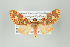  (Trichromia persimilis - Arcec 32235)  @15 [ ] Copyright (2009) Gunnar Brehm Institut fuer Spezielle Zoologie und Evolutionsbiologie, Friedrich-Schiller Universitat Jena