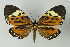  ( - Arcec 32243)  @15 [ ] Copyright (2009) Gunnar Brehm Institut fuer Spezielle Zoologie und Evolutionsbiologie, Friedrich-Schiller Universitat Jena
