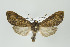  ( - Arcec 32275)  @14 [ ] Copyright (2011) Gunnar Brehm Institut fuer Spezielle Zoologie und Evolutionsbiologie, Friedrich-Schiller Universitat Jena