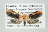  ( - Arcec 32357)  @13 [ ] Copyright (2009) Gunnar Brehm Institut fuer Spezielle Zoologie und Evolutionsbiologie, Friedrich-Schiller Universitat Jena