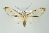  ( - Arcec 32376)  @14 [ ] Copyright (2009) Gunnar Brehm Institut fuer Spezielle Zoologie und Evolutionsbiologie, Friedrich-Schiller Universitat Jena