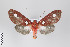  ( - Arcec 32473)  @13 [ ] Copyright (2011) Gunnar Brehm Institut fuer Spezielle Zoologie und Evolutionsbiologie, Friedrich-Schiller Universitat Jena