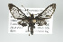  ( - ArcCR 40165)  @14 [ ] Copyright (2010) Unspecified Institut fuer Spezielle Zoologie und Evolutionsbiologie, Friedrich-Schiller Universitat Jena