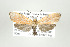  (Lycomorphodes sordida - ArcCR 40203)  @13 [ ] Copyright (2010) Unspecified Institut fuer Spezielle Zoologie und Evolutionsbiologie, Friedrich-Schiller Universitat Jena