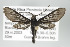  ( - ArcCR 40212)  @13 [ ] Copyright (2010) Unspecified Institut fuer Spezielle Zoologie und Evolutionsbiologie, Friedrich-Schiller Universitat Jena