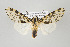  ( - ArcCR 40603)  @14 [ ] Copyright (2010) Unspecified Institut fuer Spezielle Zoologie und Evolutionsbiologie, Friedrich-Schiller Universitat Jena