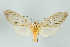  ( - ArcCR 41181)  @11 [ ] Copyright (2010) Unspecified Institut fuer Spezielle Zoologie und Evolutionsbiologie, Friedrich-Schiller Universitat Jena