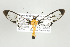  (Cosmosoma sitiona - ArcCR 41951)  @15 [ ] Copyright (2010) Unspecified Institut fuer Spezielle Zoologie und Evolutionsbiologie, Friedrich-Schiller Universitat Jena