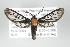  ( - ArcCR 42050)  @14 [ ] Copyright (2010) Unspecified Institut fuer Spezielle Zoologie und Evolutionsbiologie, Friedrich-Schiller Universitat Jena