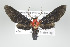  ( - ArcCR 42071)  @13 [ ] Copyright (2010) Unspecified Institut fuer Spezielle Zoologie und Evolutionsbiologie, Friedrich-Schiller Universitat Jena
