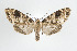  ( - ArcCR 42095)  @13 [ ] Copyright (2010) Unspecified Institut fuer Spezielle Zoologie und Evolutionsbiologie, Friedrich-Schiller Universitat Jena