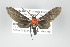  (Holophaea gentilicia - ArcCR 42223)  @14 [ ] Copyright (2010) Unspecified Institut fuer Spezielle Zoologie und Evolutionsbiologie, Friedrich-Schiller Universitat Jena