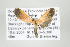  ( - ArcCR 42407)  @12 [ ] Copyright (2010) Unspecified Institut fuer Spezielle Zoologie und Evolutionsbiologie, Friedrich-Schiller Universitat Jena