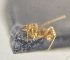  (Pheidole cf. flavens - CAX242_BOLD)  @11 [ ] by-nc-nd (2023) Creative Commons Escuela Politécnica Nacional