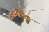  (Pheidole ACZ5524 - CAX364_BOLD)  @11 [ ] by-nc-nd (2023) Creative Commons Escuela Politécnica Nacional