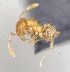  (Pheidole flavens group U - CAX508_BOLD)  @11 [ ] by-nc-nd (2023) Creative Commons Escuela Politécnica Nacional