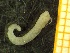  ( - AnDeepNor_0707)  @11 [ ] Creative Commons BY NC SA (2020) University of Bergen Natural History Collections