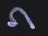  ( - ZMBN_130934)  @11 [ ] CreativeCommons - Attribution Non-Commercial Share-Alike (2019) Tom Alvestad University of Bergen, Natural History Collections