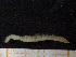  ( - ZMBN_130967)  @11 [ ] CreativeCommons - Attribution Non-Commercial Share-Alike (2019) Tom Alvestad University of Bergen, Natural History Collections